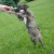 Playing fetch Playing fetch