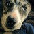 Catahoula eye color Catahoula eye color