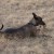 Different color options for Catahoula Different color options for Catahoula