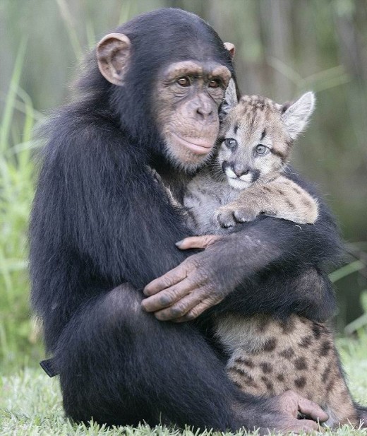 Chimp nursing puma cub.
