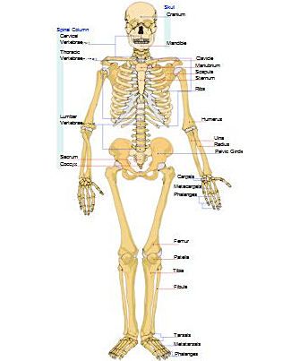 Walking keeps the bones healthy, clipart by Mohamed Ibrahim, source Clker.com