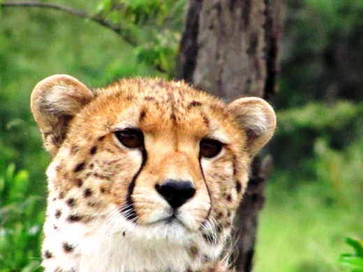 Cheetah, Masai Mara National Reserve, Kenya