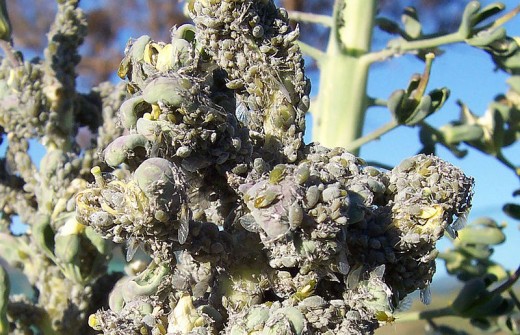 Broccoli with heavy aphid infestation.