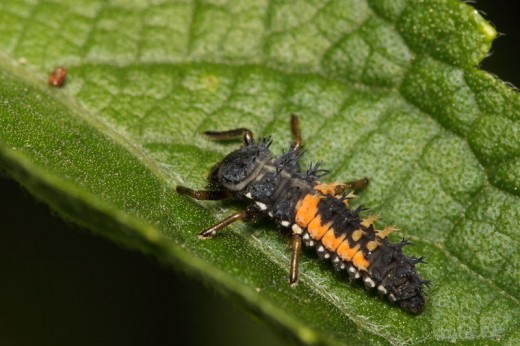 Ladybird larvae look quite different from the adults, but are even better at controlling aphids.