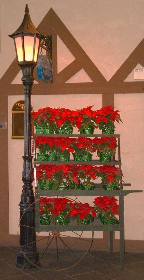 Old fashioned flower cart in boardwalk entrance foyer filled with poinsetta plants. 