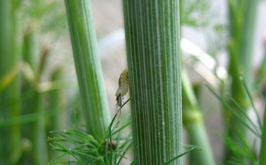 A hoverfly larvae eating an aphid.