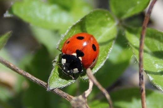 An adult ladybird.