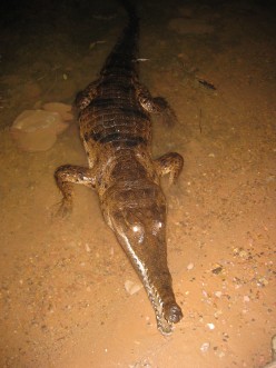 http://s4.hubimg.com/u/5868371_f248.jpg
