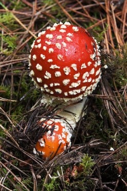 Father Christmas and the Fly Agaric magic mushroom of fairy tales