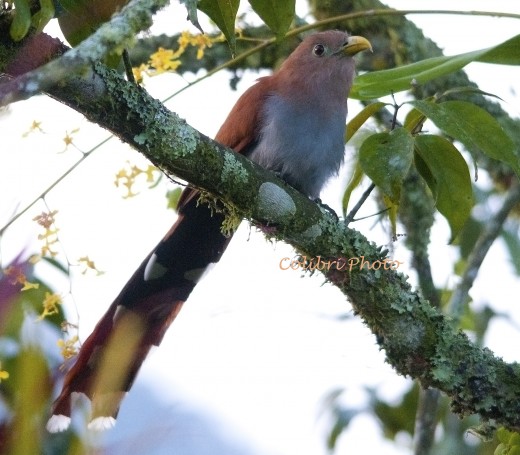 Squirrel Cuckoo (Piaya cayana)