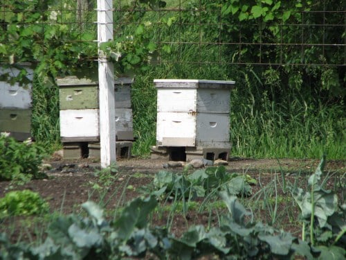 Traditional Bee Hives