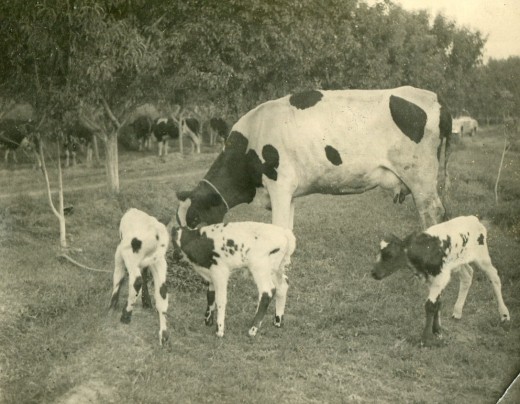 A tethered white spotted cow is shown in a pasture with her three offspring. This picture appears to originate in France and is marked on the back "Cine Foto Paris".