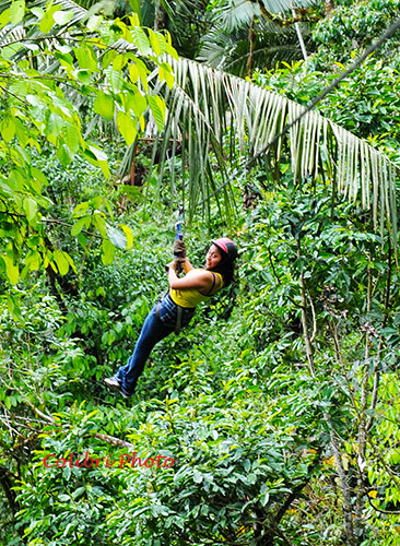 Ziplining through the Rainforest