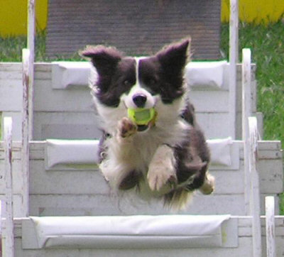 Working dog breeds like this multi-talented Border Collie just don't do well on couches!