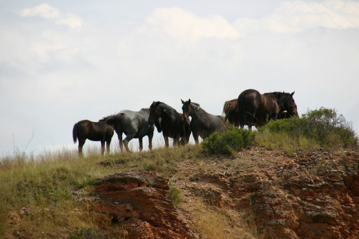 Feral horses at Theodore Roosevelt National Park