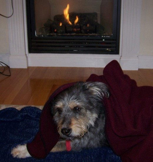 Wiggles the Dog Relaxing