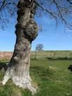 Out growth of Trunks and Branches Called burls