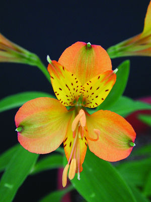 Peruvian Lily of St. Martin's featured in Brent and Becky's Bulbs catalog. 