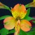 Peruvian Lily of St. Martin's featured in Brent and Becky's Bulbs catalog. 