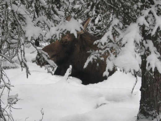 Okay, Madam Moose, I see you.  I'll mind my own business.  Good night and sweet dreams.