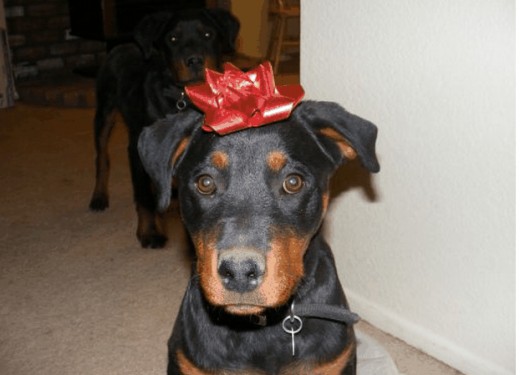 Why Christmas puppies end up in shelters