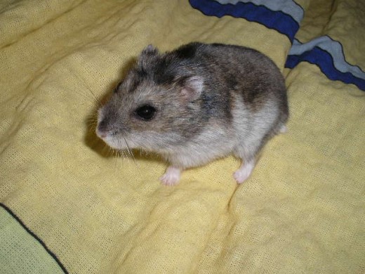 Dwarf Winter White Russian Hamster on a bed
