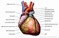 A Human Heart...