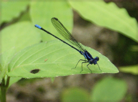 This dragonfly photo was taken near the Salitral area from an area where thermal waters are.  Near Volcano Miravalles.