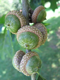 Did you know that a giant, sturdy oak tree grows from a single acorn, not unlike the giant redwood's tiny seeds?