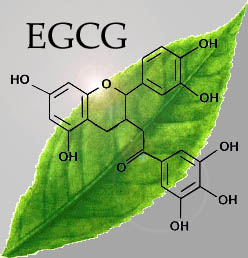 ECGC in green tea
