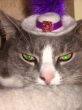 Urinary Tract And Bladder Infections In Cats-Could Diet Be The Cause?