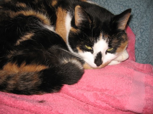 Molly is one of our female calico cats who we tend to keep outside. Unlike toby our siamese mix male cat; molly does not have problems with urinary tract complications. However we do still feed her the best foods, to prevent these problems.