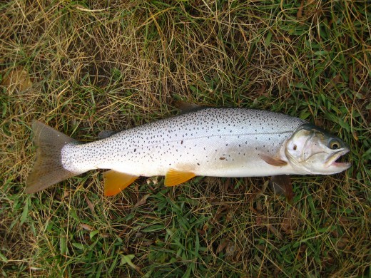A brilliant silvery Rainbow Trout from a Colorado reservoir