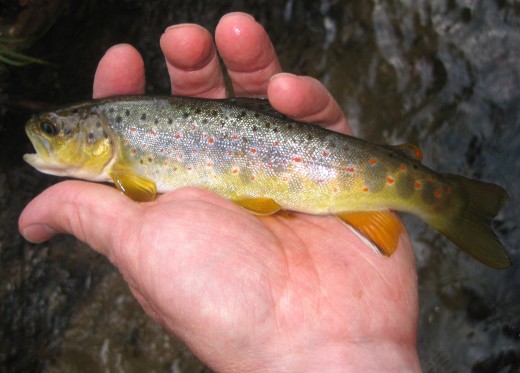 Small Brown Trout from a Colorado mountain stream