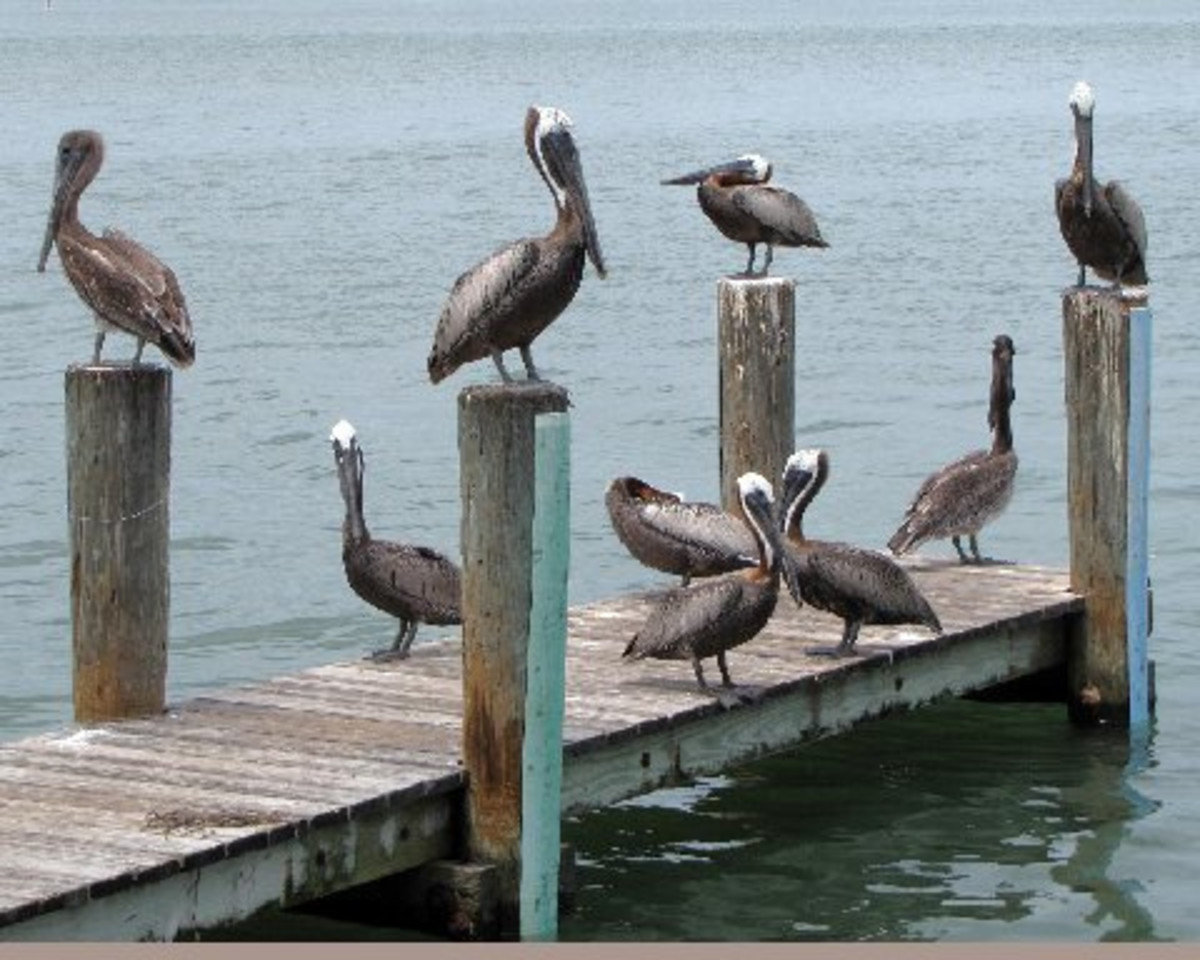 Pelicans at a Clearwater area dock.