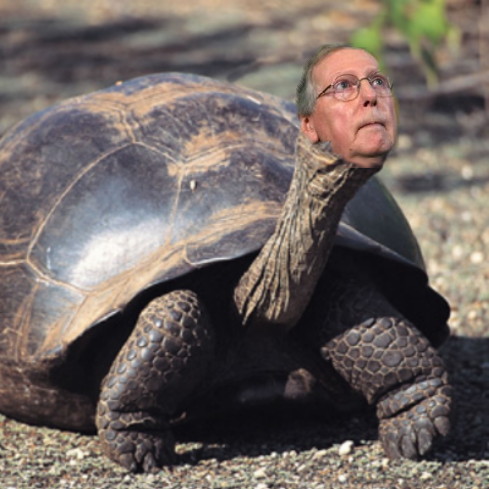 A male specimen of the Mitch McConnell Tortoise, the most endangered and erectile dysfunction-plagued tortoise on the planet. 
