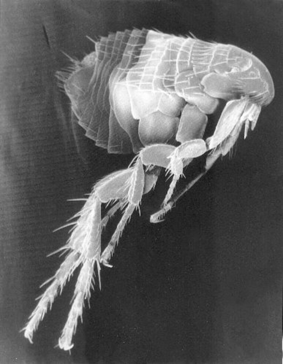 Flea under electron microscope