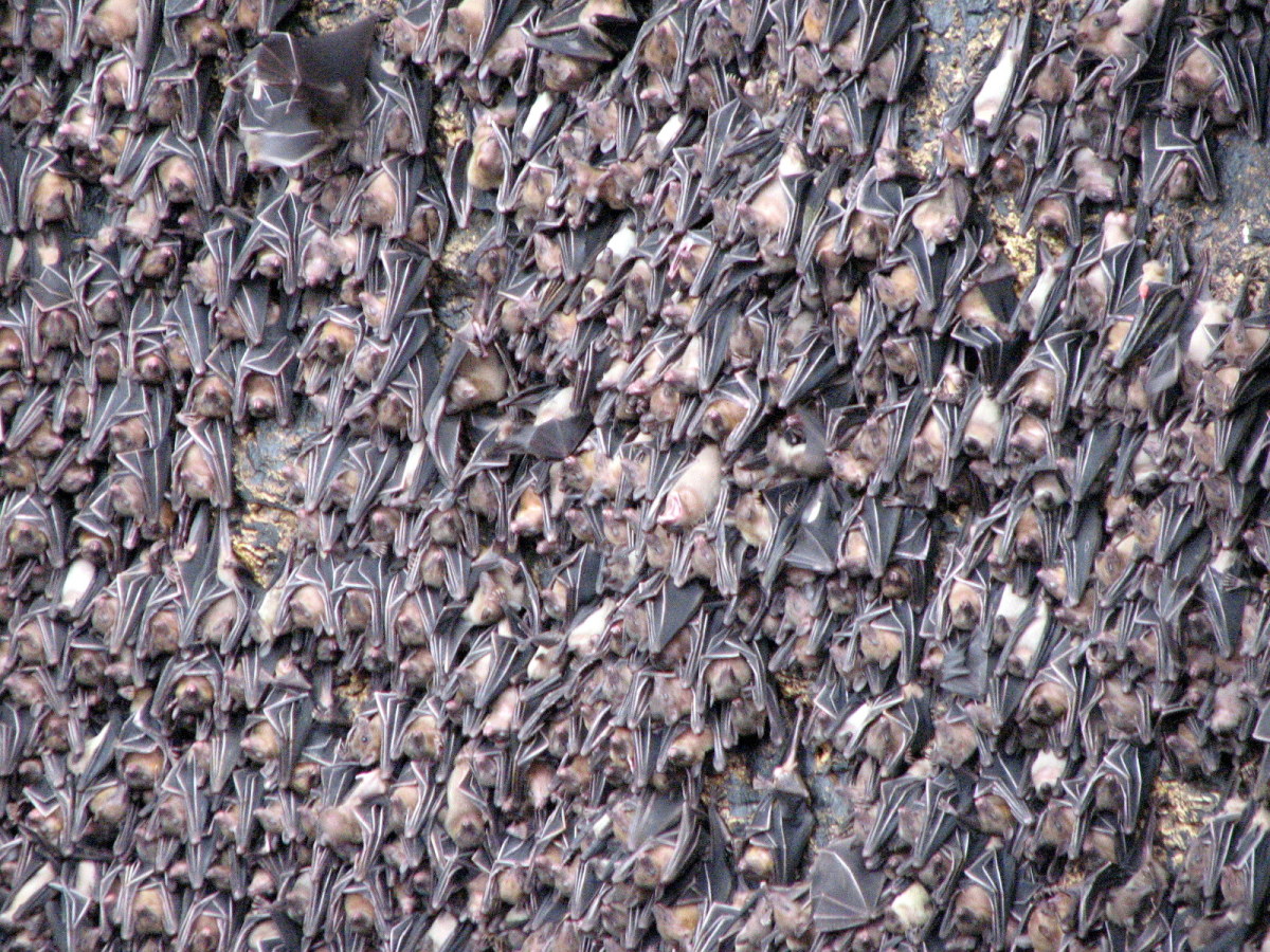 crowded bats at the monfort bat colony