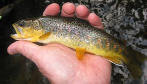 This small Brown Trout took a bead head Pheasant Tail Nymph on a small stream in Rocky Mountain National Park. 