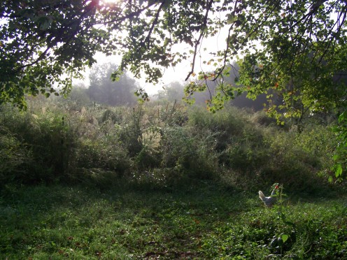 Potential Herbal Hay Field