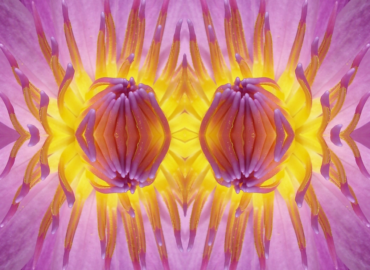 Lotus | symmetrical abstract design