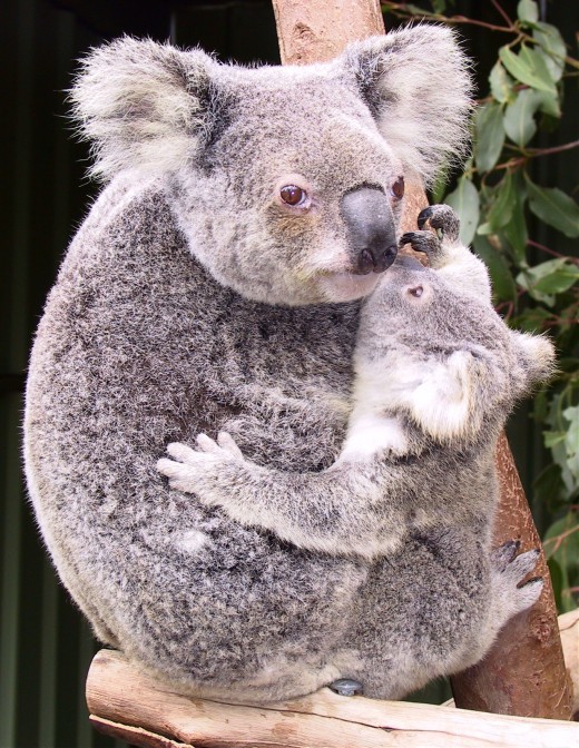 Do Koalas Bite? HubPages