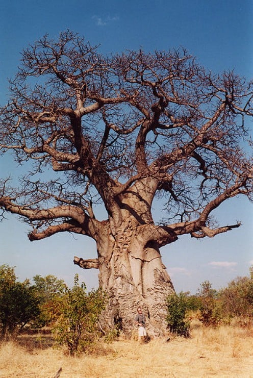 Endangered Trees