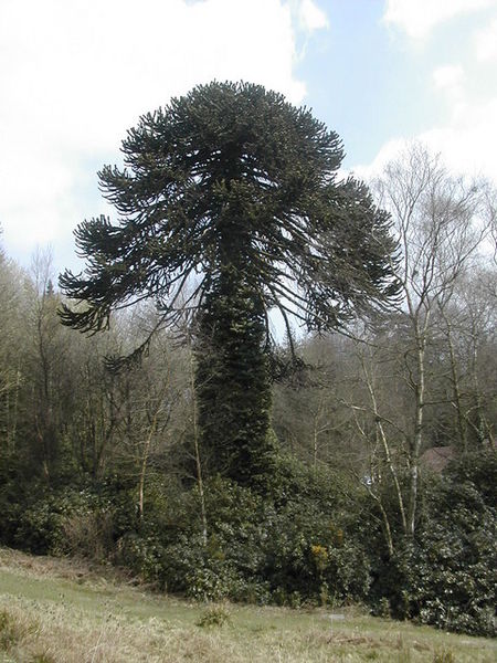 Monkey Puzzle Tree below the dam on the lake at Center Parcs