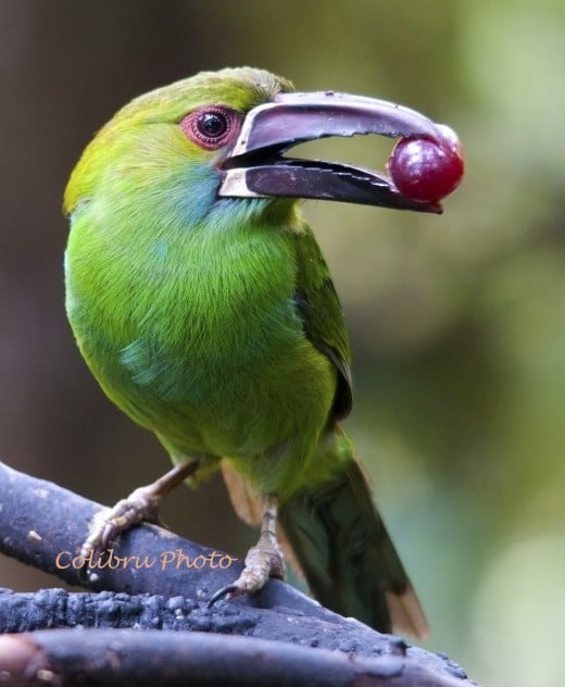 Crimson-rumped Toucanet (Aulacorhynchus baematopygus)