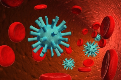 Red blood cells with Vampirus virus