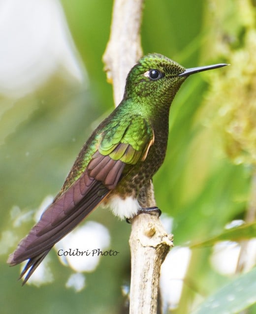 Buff-tailed Coronet (Boissonneaua flavescens)