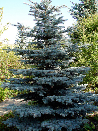 Blue Spruce