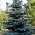 Blue Spruce