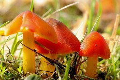Macrophotography / Microphotography of Fungus or Fungi; 80 Macrophotographic Images of Fungus or Fungi